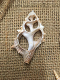 Cut Shells