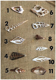 Cut Shells