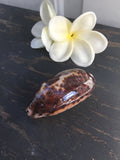 CLEARANCE Giant Tortouise Cowry Shell