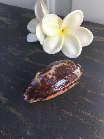 CLEARANCE Giant Tortouise Cowry Shell