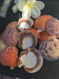 2-2.5" Pectin Shell