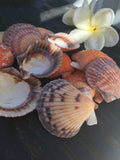 2-2.5" Pectin Shell