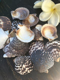 2-2.5" Pectin Shell