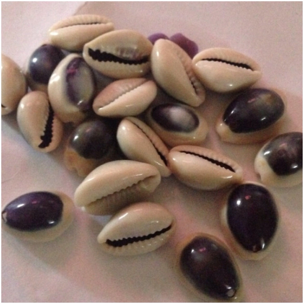 Purple Top Cowry Shells – California Hula Center