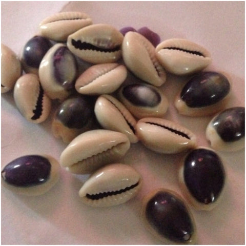 Purple Top Cowry Shells