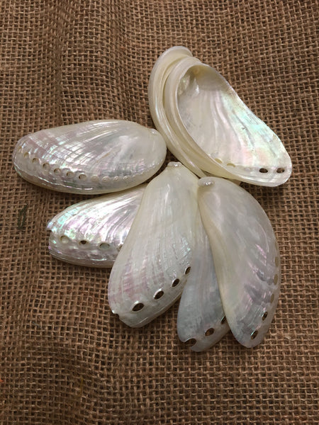 Pearlized White Abalone Shells