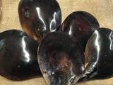 Black Pen Polished Natural Shape Shell