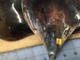 Black Pen Polished Natural Shape Shell