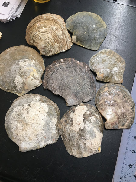 CLEARANCE- Raw Mother of Pearl Shells 6-8”