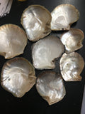 CLEARANCE- Raw Mother of Pearl Shells 6-8”