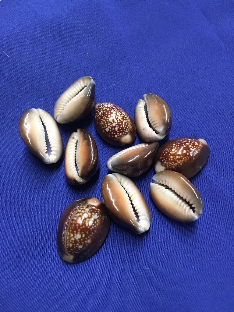 Snakehead Cowry Shells – California Hula Center