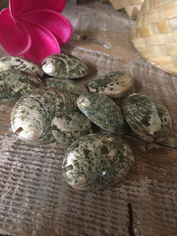 Whole Polished Abalone Shells