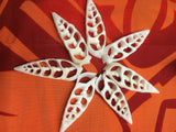 Cut Shells- White