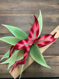 Bird of Paradise Giant Hair Clip- Red/Green