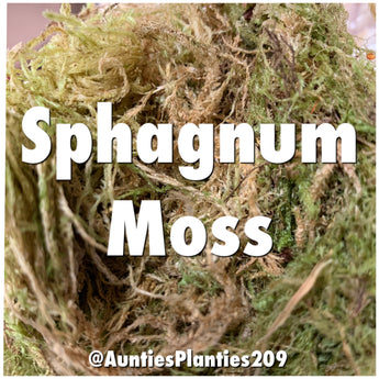 Auntie’s Planties- Sphagnum Moss 2oz bag