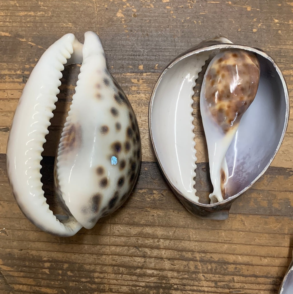 Giant Cut Cowry Shell – California Hula Center