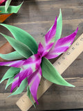 Bird of Paradise Giant Hair Clip- Purple/Green