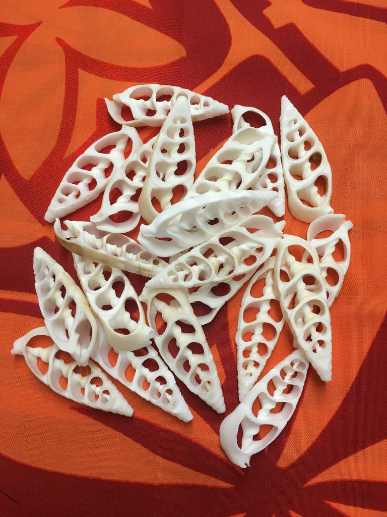 Cut Shells- White – California Hula Center