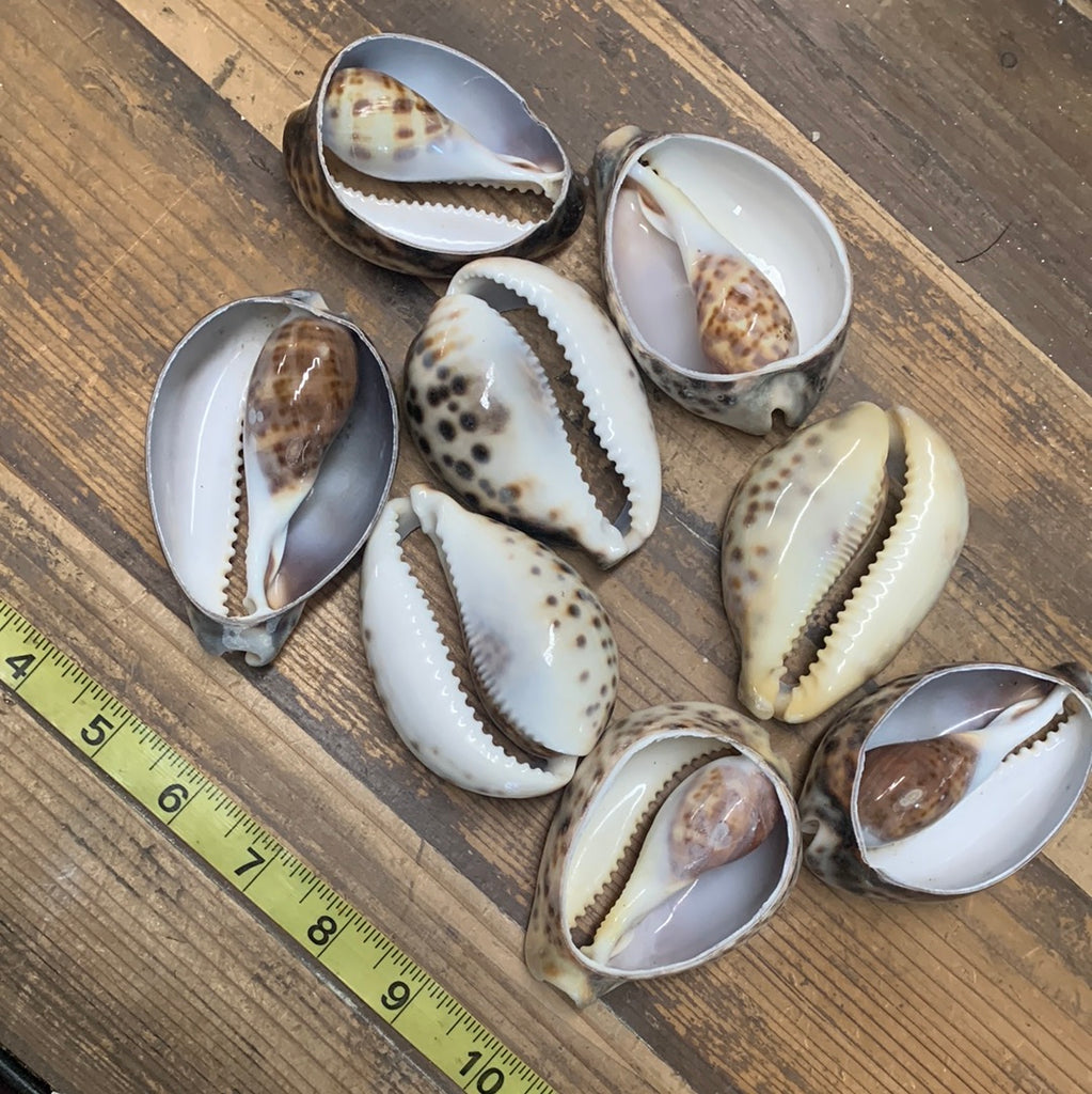Giant Cut Cowry Shell – California Hula Center