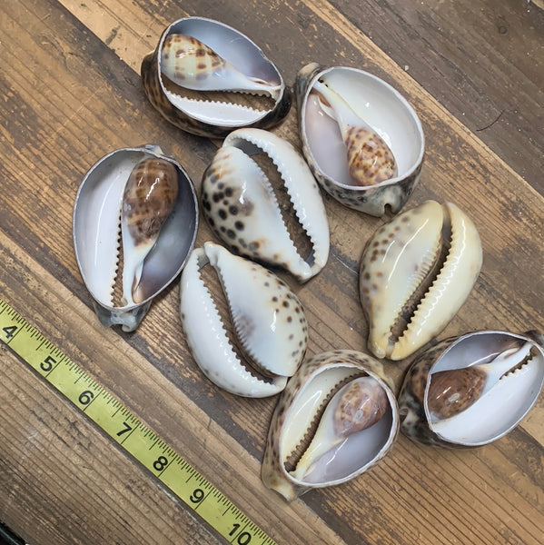 Giant Cut Cowry Shell