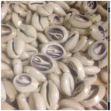 Cut Ringtop (tan) Cowry Shells
