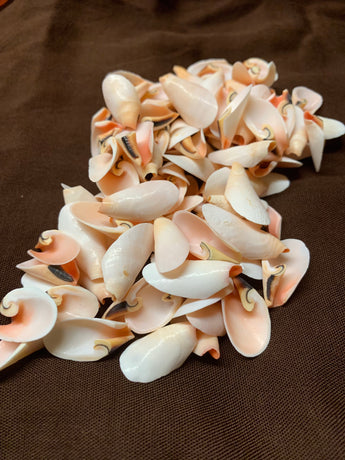 Piglet Ear Shells