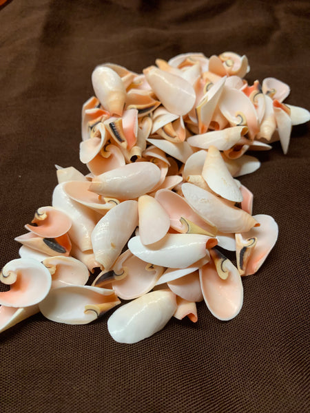 Piglet Ear Shells