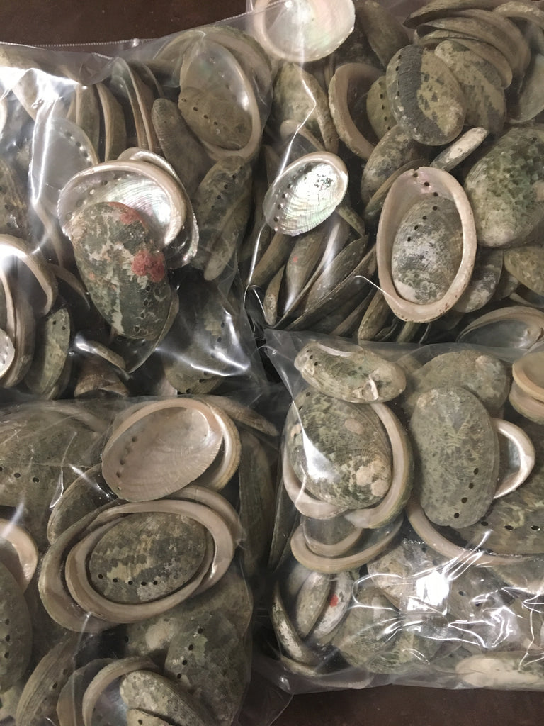 Raw Baby Abalone Shells – California Hula Center