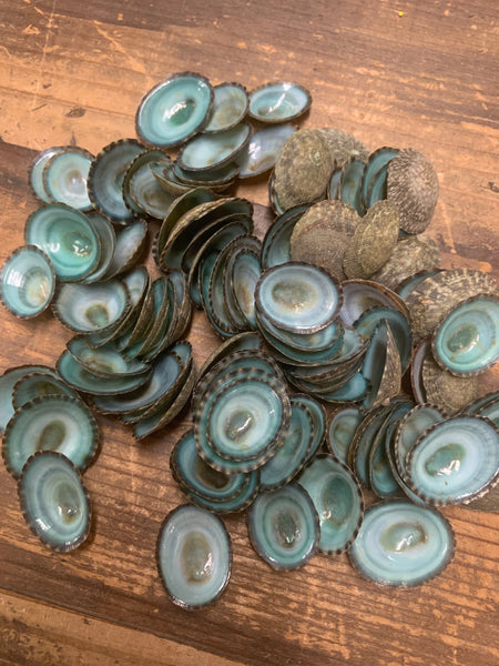 Teal Opehe Shells 100 pack