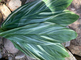 Artificial Ti Leaves