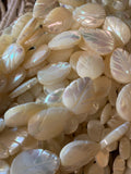 White Mother of Pearl Shell Strand