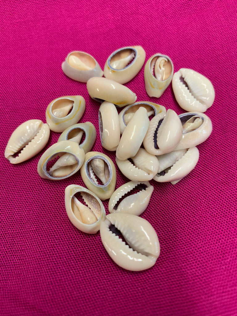 Cut Ringtop (tan) Cowry Shells – California Hula Center